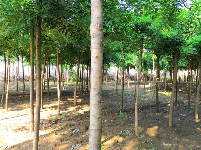 沭阳长景园林速生国槐种植基地实拍图片 沭阳长景园林速生国槐种植基地实拍图片