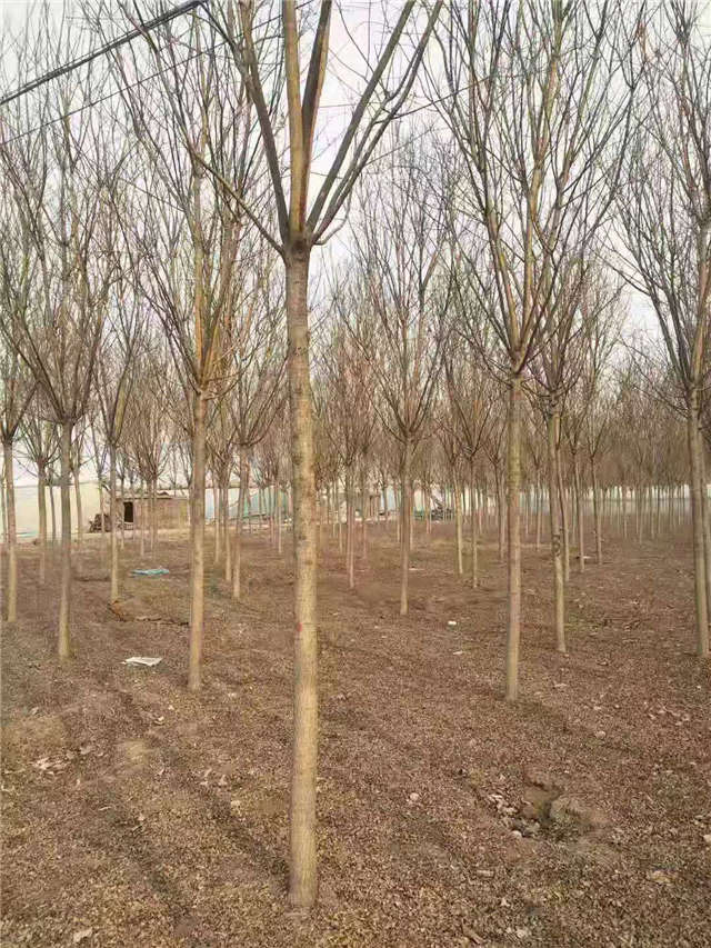 沭阳长景园林速生国槐种植基地实拍图片 沭阳长景园林速生国槐种植基地实拍图片