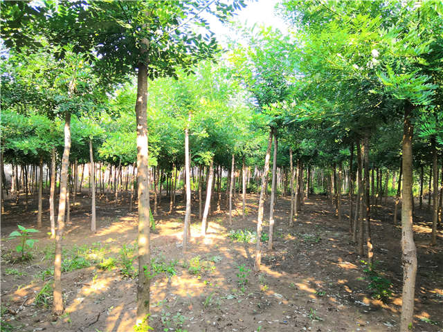 沭阳长景园林速生国槐种植基地实拍图片 沭阳长景园林速生国槐种植基地实拍图片
