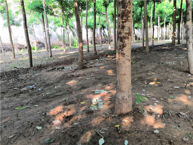 沭阳长景园林速生国槐种植基地实拍图片 沭阳长景园林速生国槐种植基地实拍图片