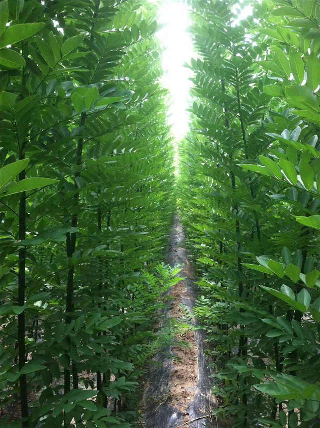 沭阳长景园林速生国槐种植基地实拍图片 沭阳长景园林速生国槐种植基地实拍图片
