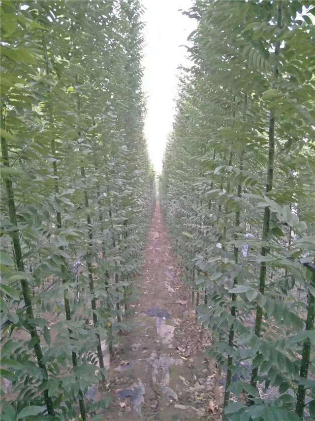 沭阳长景园林速生国槐种植基地实拍图片 沭阳长景园林速生国槐种植基地实拍图片