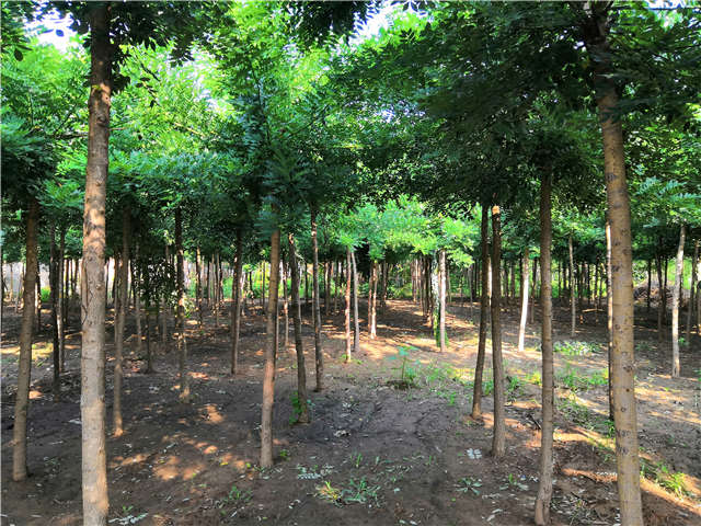 沭阳长景园林速生国槐种植基地实拍图片 沭阳长景园林速生国槐种植基地实拍图片