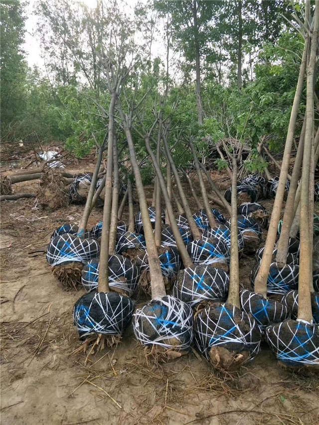 沭阳长景园林速生国槐种植基地实拍图片 沭阳长景园林速生国槐种植基地实拍图片