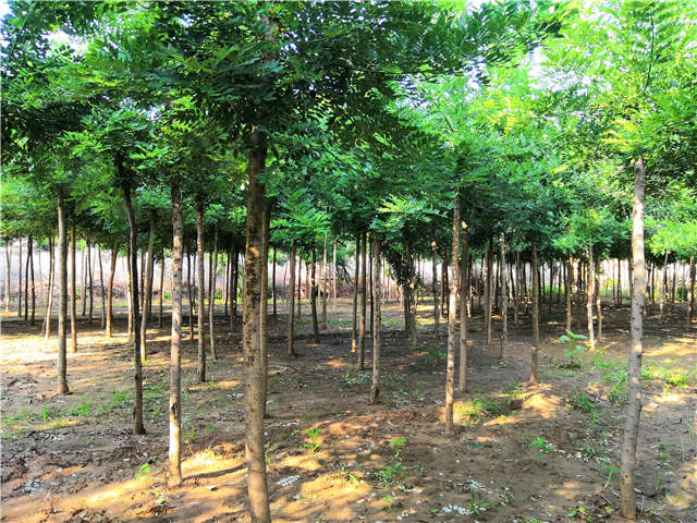 沭阳长景园林速生国槐种植基地实拍图片 沭阳长景园林速生国槐种植基地实拍图片
