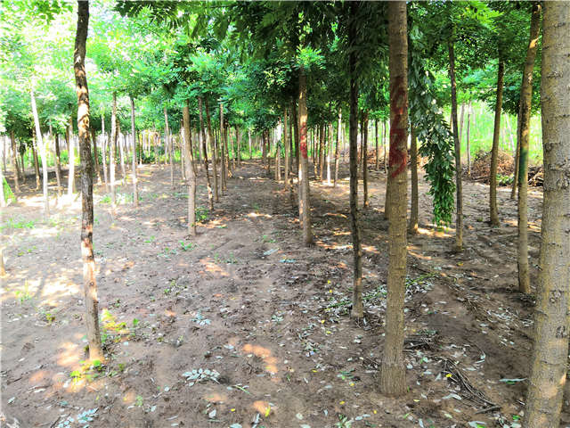 沭阳长景园林速生国槐种植基地实拍图片 沭阳长景园林速生国槐种植基地实拍图片