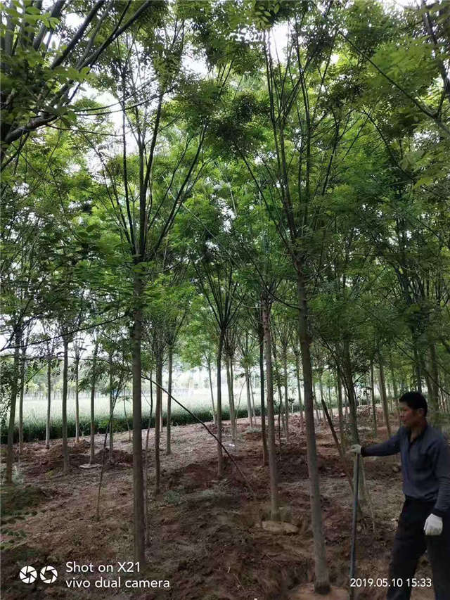 沭阳长景园林速生国槐种植基地实拍图片 沭阳长景园林速生国槐种植基地实拍图片