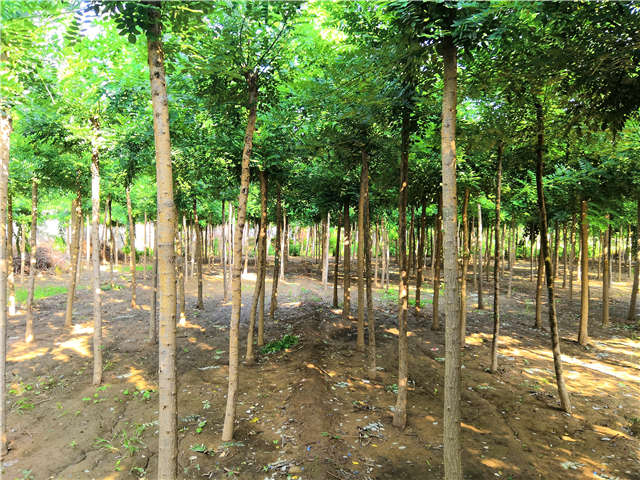 沭阳长景园林速生国槐种植基地实拍图片 沭阳长景园林速生国槐种植基地实拍图片