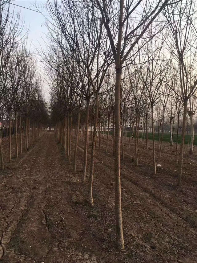 沭阳长景园林速生国槐种植基地实拍图片 沭阳长景园林速生国槐种植基地实拍图片