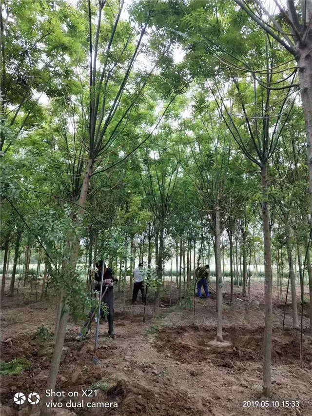 沭阳长景园林速生国槐种植基地实拍图片 沭阳长景园林速生国槐种植基地实拍图片