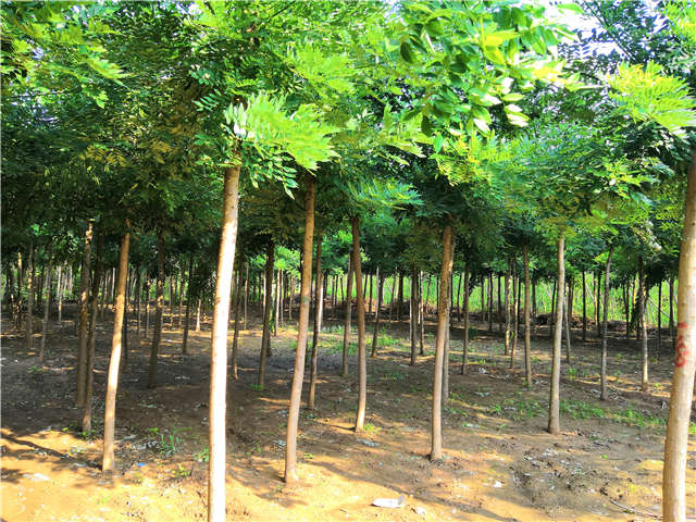 沭阳长景园林速生国槐种植基地实拍图片 沭阳长景园林速生国槐种植基地实拍图片