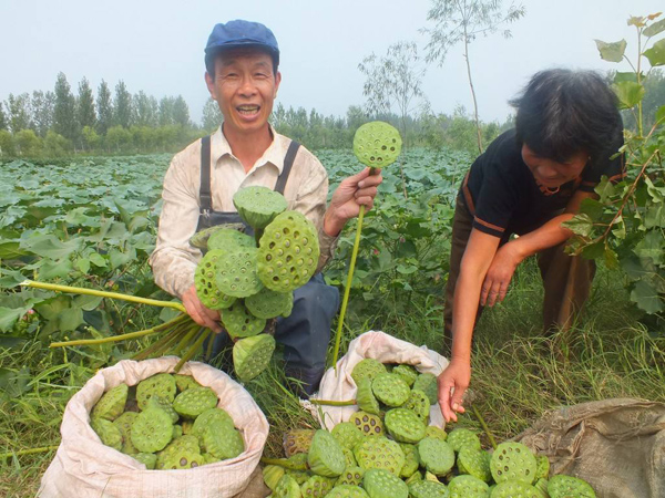 莲蓬 莲蓬