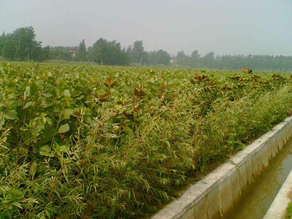 杨树 杨树