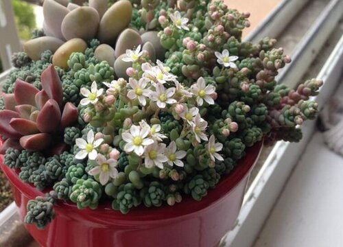 小家碧玉开花图片欣赏