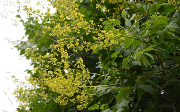 栾树开花 栾树开花