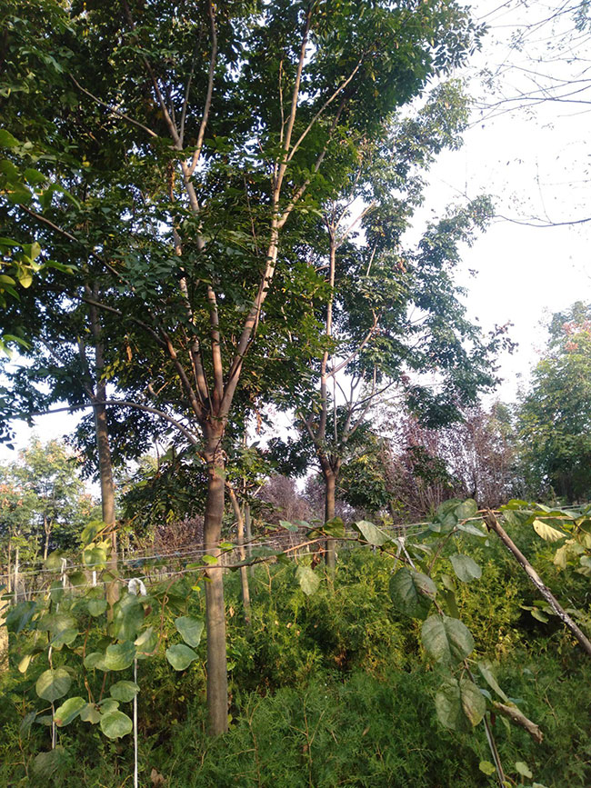 北栾树的前景如何?北栾树的种植前景 北栾树的前景如何?北栾树的种植前景