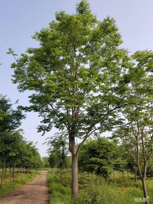 北栾树的前景如何?北栾树的种植前景 北栾树的前景如何?北栾树的种植前景