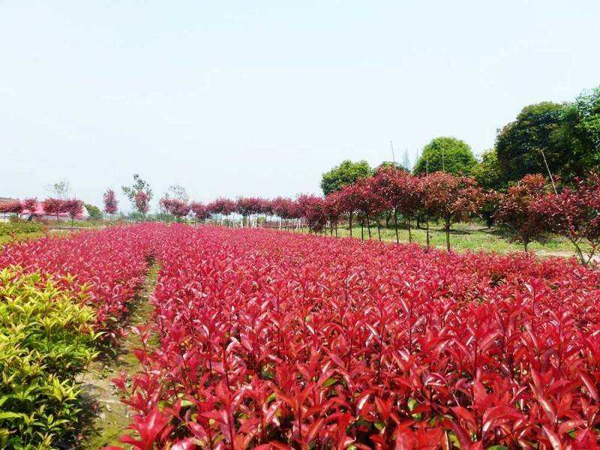 红叶石楠种植基地 红叶石楠种植基地