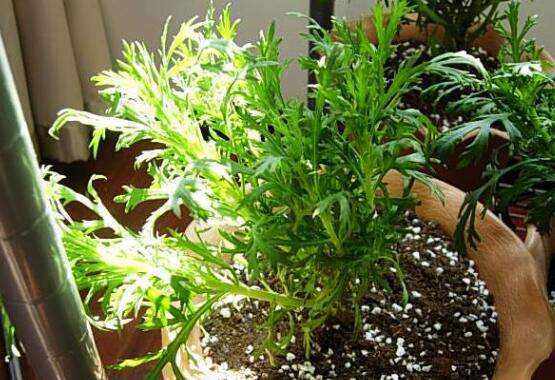 玛格丽特花后怎么修剪，需将残花和木质化枝条适当剪掉