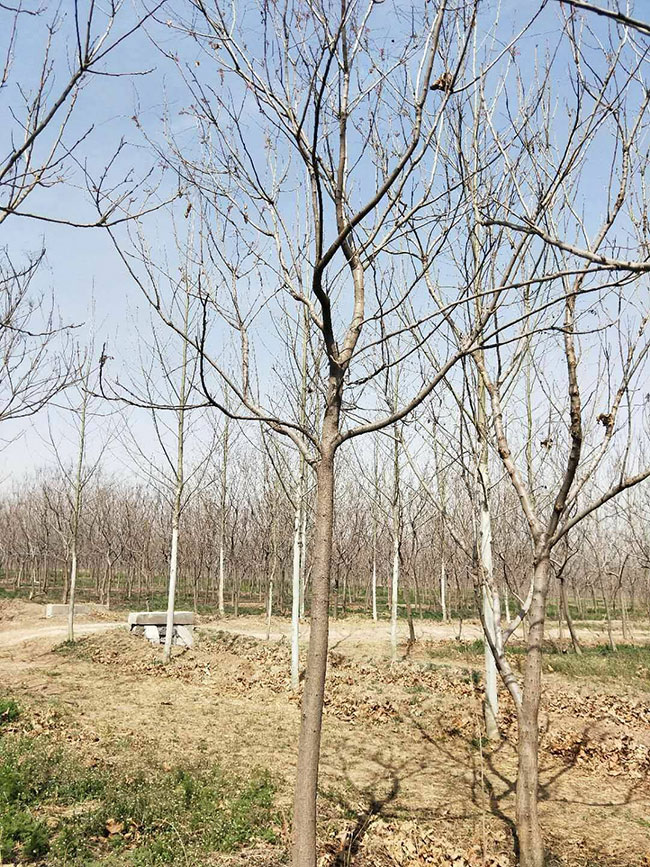 栾树价格 栾树价格