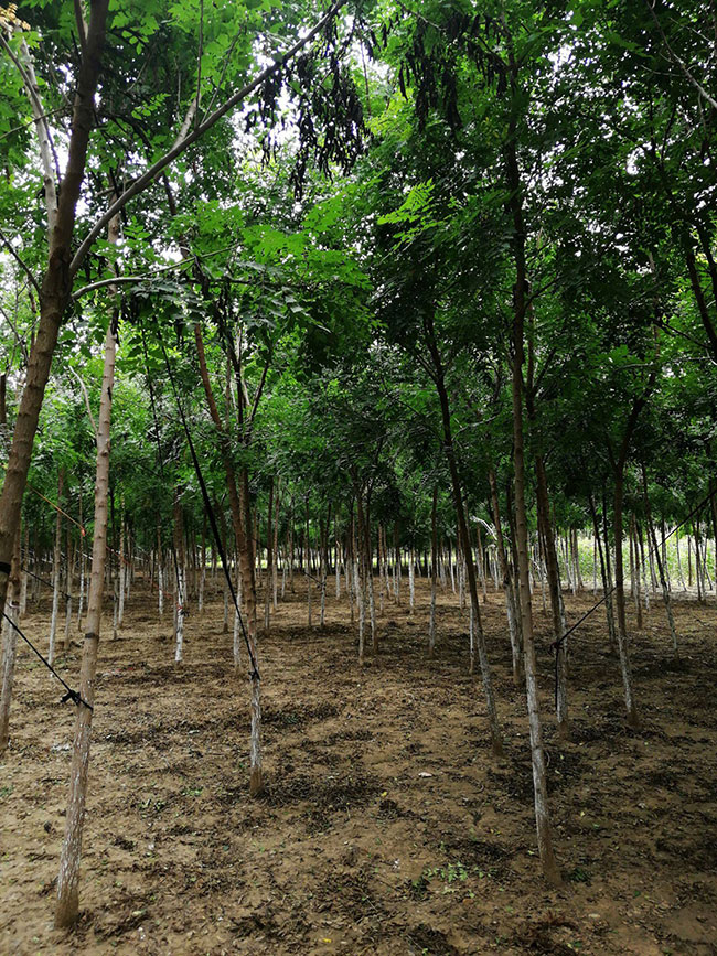 栾树价格 栾树价格