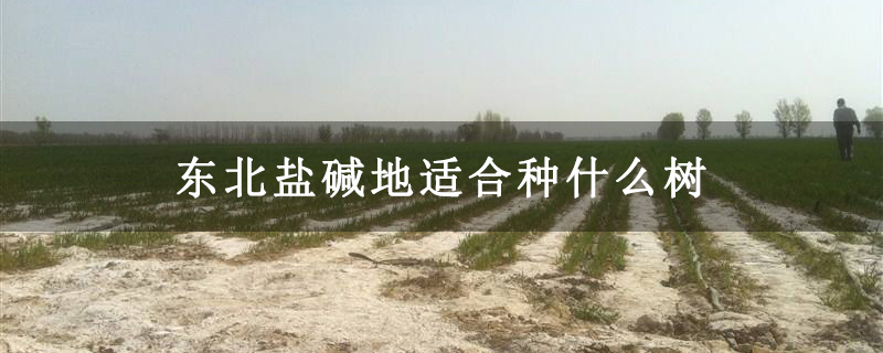 东北盐碱地适合种什么树 东北盐碱地适合种什么树