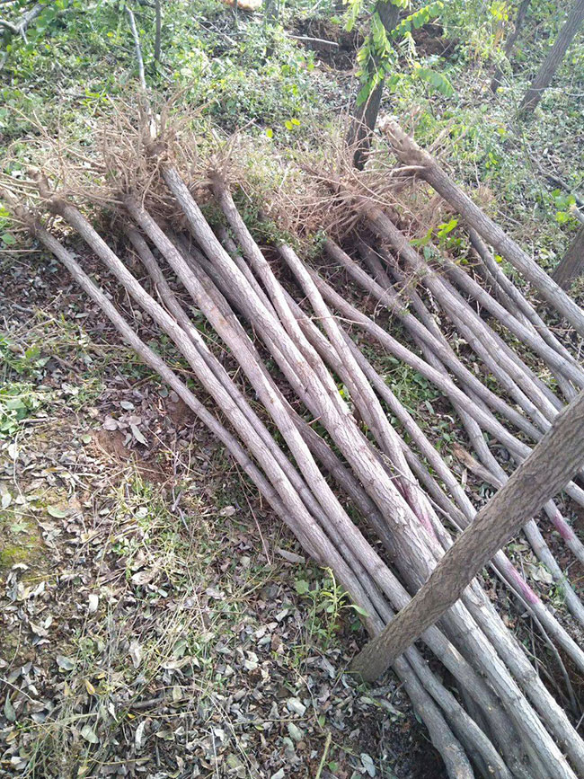 国槐一亩地种植多少棵 国槐一亩地种植多少棵