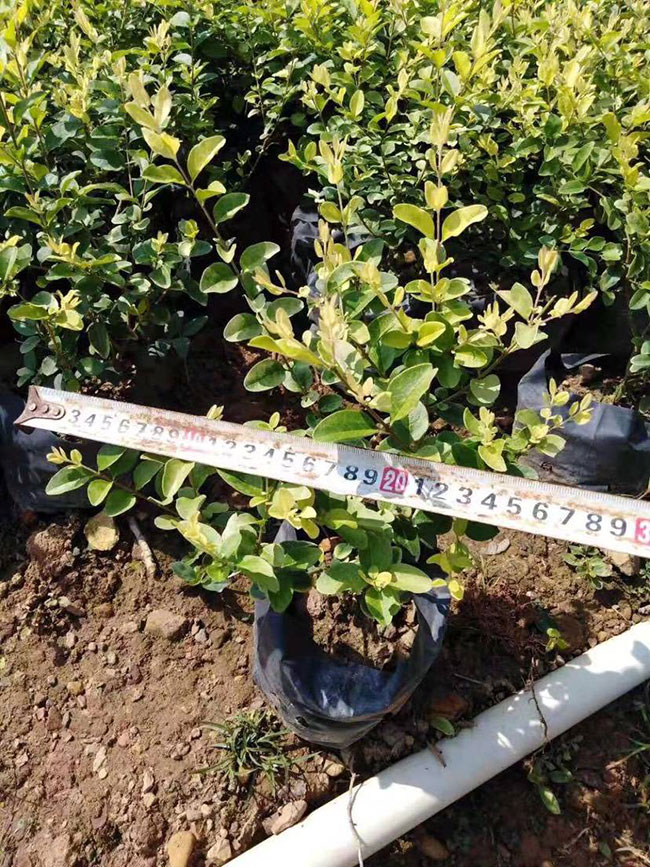 红叶石楠小苗价格多少钱一棵?红叶石楠的种植技术 红叶石楠小苗价格多少钱一棵?红叶石楠的种植技术
