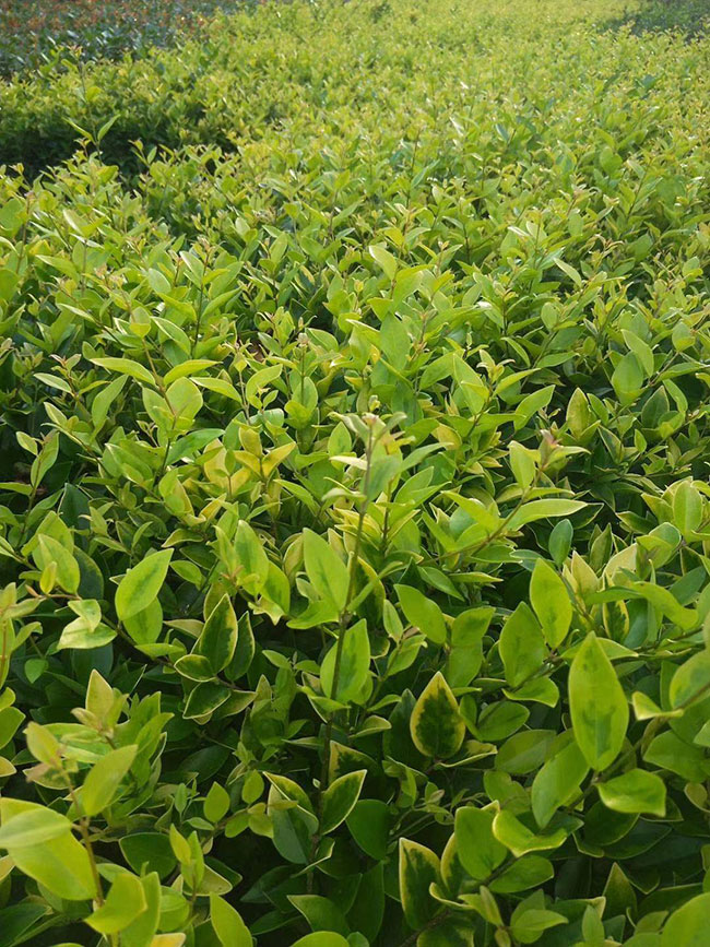 红叶石楠小苗价格多少钱一棵?红叶石楠的种植技术 红叶石楠小苗价格多少钱一棵?红叶石楠的种植技术