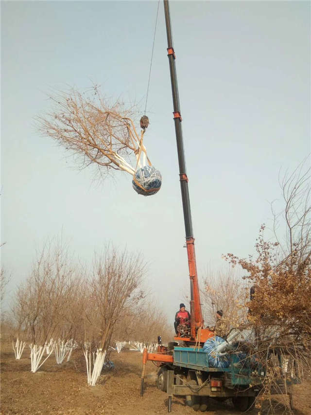 丛生五角枫等待装车