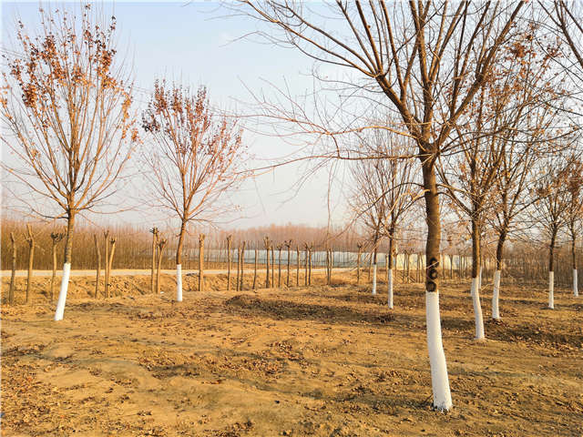 五角枫种植基地实拍