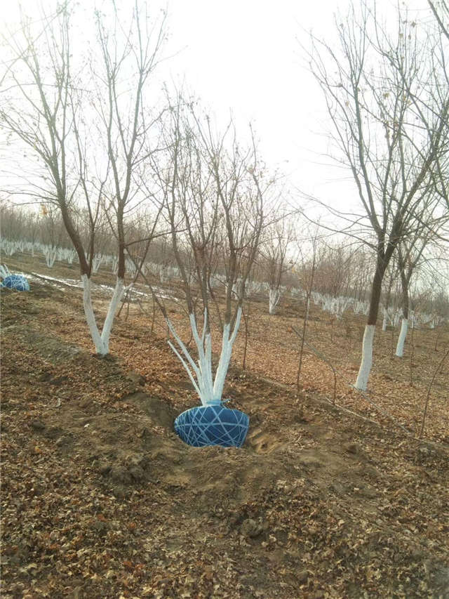 丛生五角枫等待装车