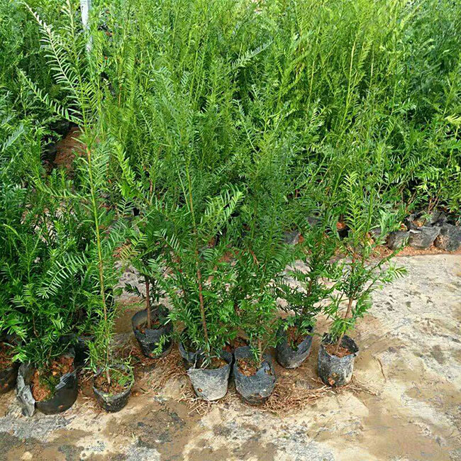 红豆杉种植多久可以见效益?红豆杉种植前景和效益 红豆杉种植多久可以见效益?红豆杉种植前景和效益