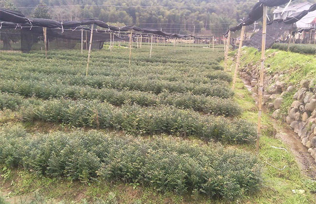 红豆杉种植多久可以见效益?红豆杉种植前景和效益 红豆杉种植多久可以见效益?红豆杉种植前景和效益