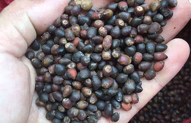 红豆杉种植多久可以见效益?红豆杉种植前景和效益 红豆杉种植多久可以见效益?红豆杉种植前景和效益