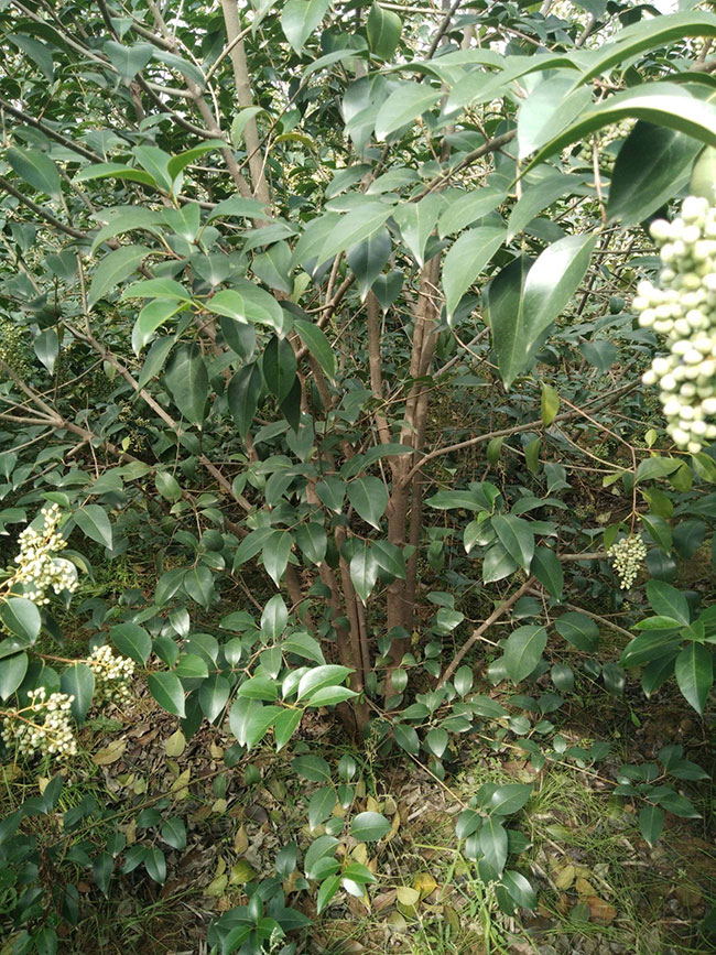 丛生大叶女贞怎么种植?大叶女贞种植技术 丛生大叶女贞怎么种植?大叶女贞种植技术