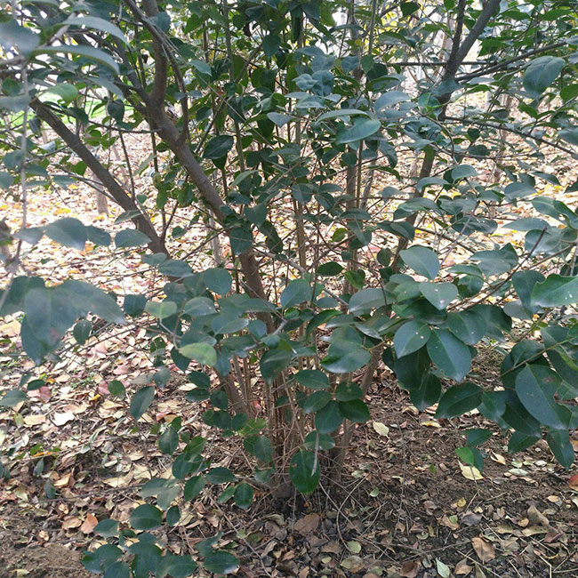丛生大叶女贞怎么种植?大叶女贞种植技术 丛生大叶女贞怎么种植?大叶女贞种植技术