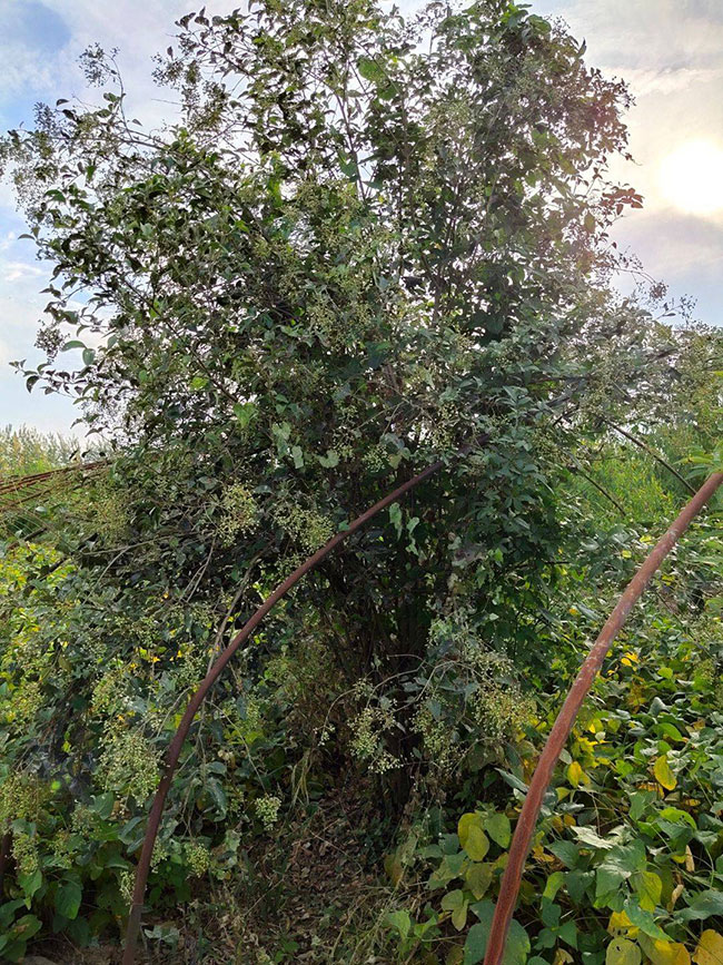 丛生大叶女贞怎么种植?大叶女贞种植技术 丛生大叶女贞怎么种植?大叶女贞种植技术