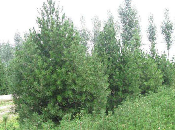 白皮松种植基地实拍 白皮松种植基地实拍