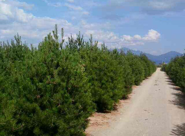 白皮松种植基地实拍 白皮松种植基地实拍