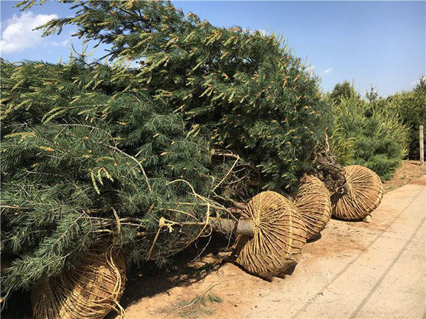 白皮松种植基地实拍 白皮松种植基地实拍