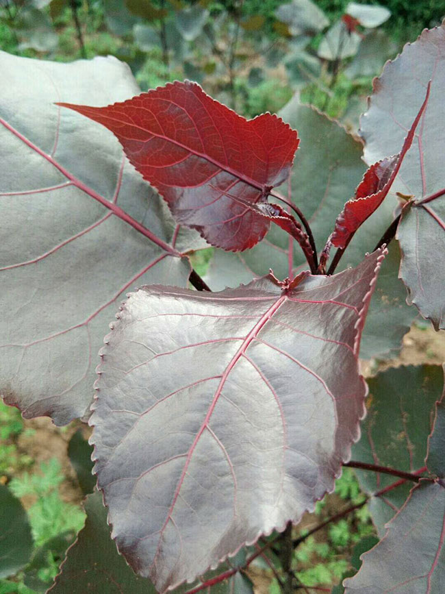 红叶杨树怎么种植?红叶杨种植技术 红叶杨树怎么种植?红叶杨种植技术