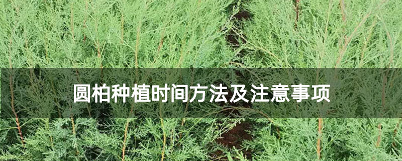 圆柏种植时间方法及注意事项 圆柏种植时间方法及注意事项