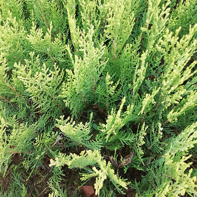 圆柏四季常绿,耐修剪,有很强的耐阴性,栽植适应性很强,种植地区也多,常用做街边的行道树、绿篱等,生长速度中等。 圆柏四季常绿,耐修剪,有很强的耐阴性,栽植适应性很强,种植地区也多,常用做街边的行道树、绿篱等,生长速度中等。
