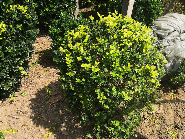 沭阳长景园林金叶女贞球种植基地实拍图片 沭阳长景园林金叶女贞球种植基地实拍图片