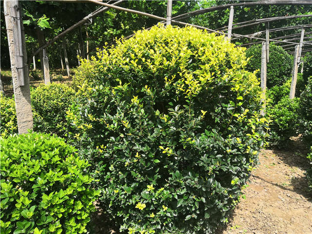 沭阳长景园林金叶女贞球种植基地实拍图片 沭阳长景园林金叶女贞球种植基地实拍图片