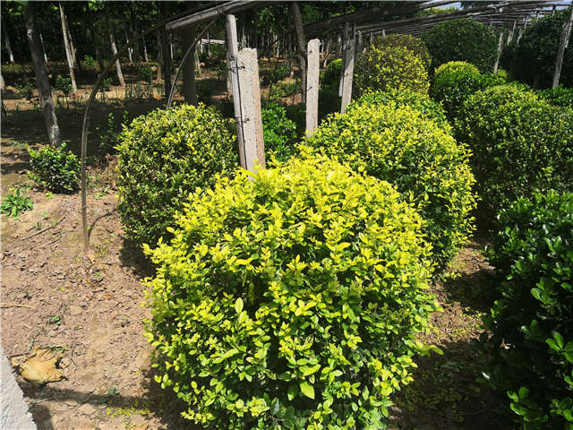 沭阳长景园林金叶女贞球种植基地实拍图片 沭阳长景园林金叶女贞球种植基地实拍图片