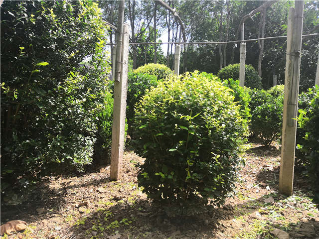 沭阳长景园林金叶女贞球种植基地实拍图片 沭阳长景园林金叶女贞球种植基地实拍图片