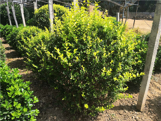 沭阳长景园林金叶女贞球种植基地实拍图片 沭阳长景园林金叶女贞球种植基地实拍图片
