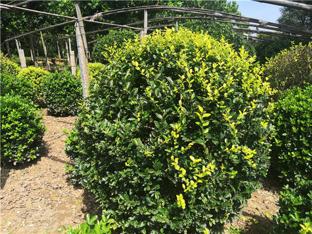 沭阳长景园林金叶女贞球种植基地实拍图片 沭阳长景园林金叶女贞球种植基地实拍图片